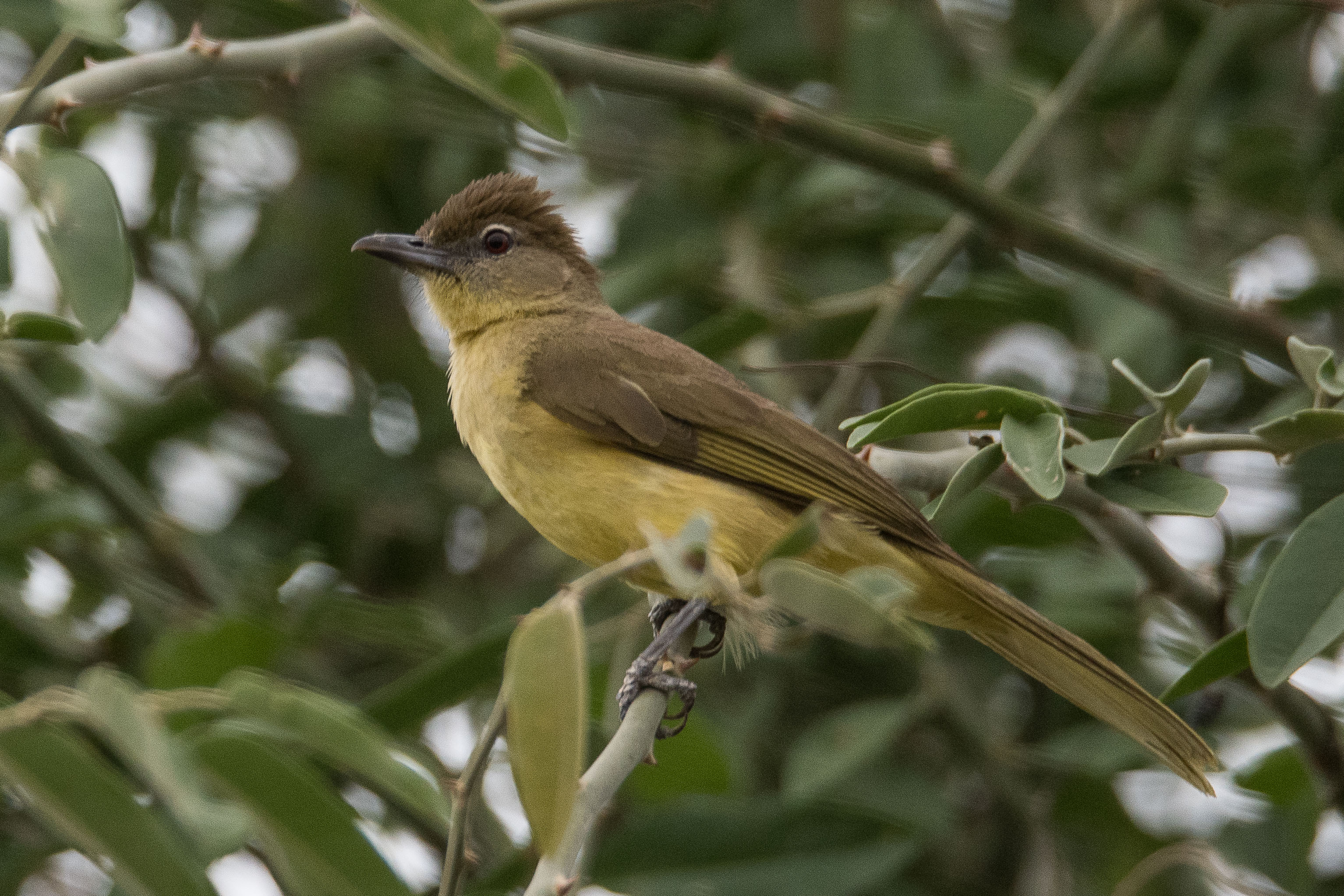 Bulbul à poitrine jaune adulte(Yellow-bellied greenbul, Chlorocichla flaviventris), Chobe National Park, Botswana.JPG